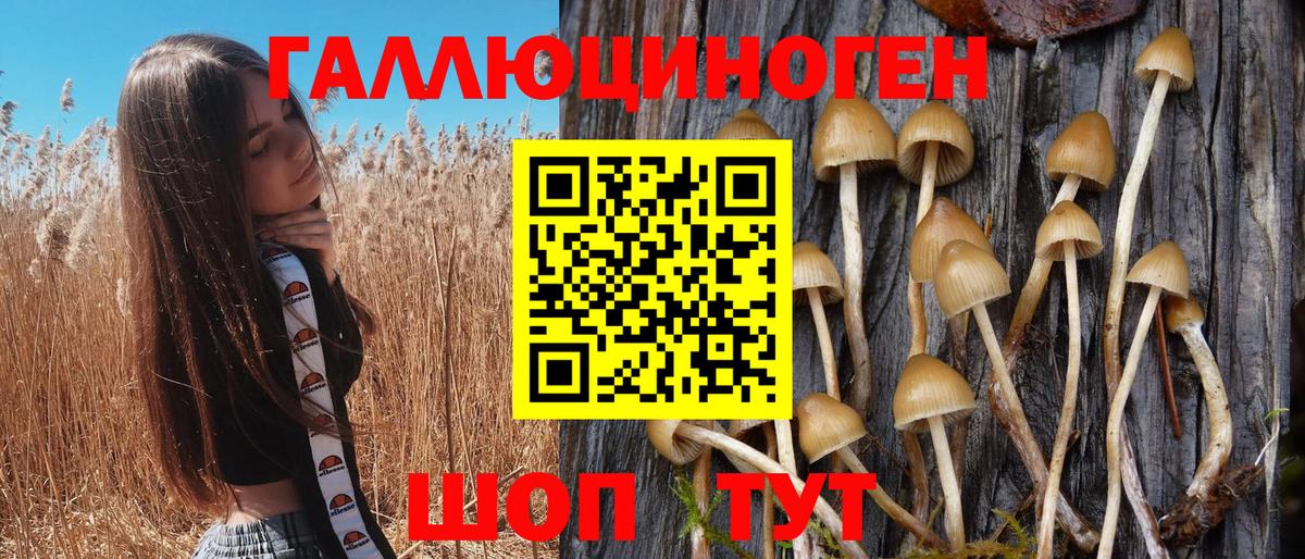 Галлюциногенные грибы Psilocybine cubensis Россия